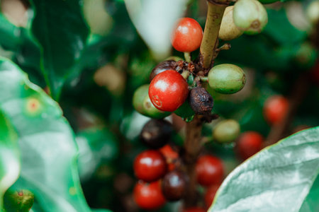 Coffee beans on coffee tree, branch of a coffee tree with ripe fruits. Farm coffee field.の写真素材