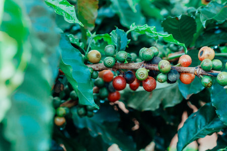 Coffee beans on coffee tree, branch of a coffee tree with ripe fruits. Farm coffee field.の写真素材