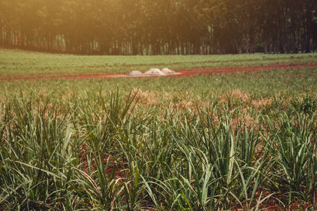 Beautiful Green Sugar Cane Plantation on Blue Cloudy Sky. Cultivated Field Landscape at Farmland in Brazil.の写真素材