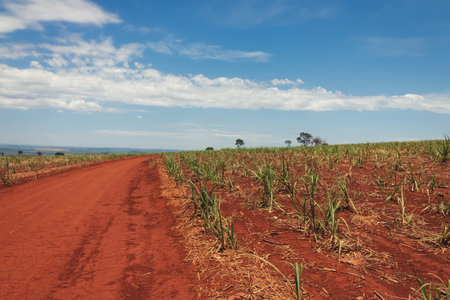 Beautiful Green Sugar Cane Plantation on Blue Cloudy Sky. Cultivated Field Landscape at Farmland in...