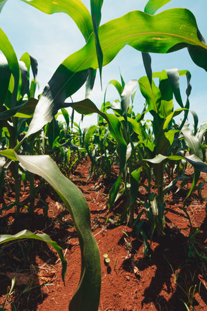 Corn Plantation Farm on Spring Sunny Day Next to Highway in Brazil. Cultivated Field Landscape at...