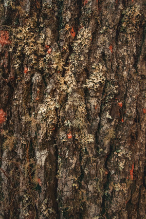 Wood texture with moss on pine tree in south america at the forest