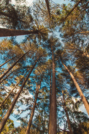 Beautifful view of Araucaria angustifolia trees in Campos do Jordao, Sao Paulo, Brazilの写真素材