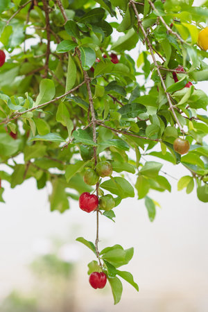 Acerola Brazilian Fruit - Acerola cherries fruit on the bunch, nature backgroundの写真素材