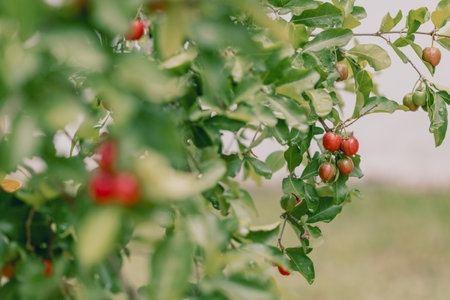 Acerola Brazilian Fruit - Acerola Red cherries fruit on the bunch in the dewの写真素材