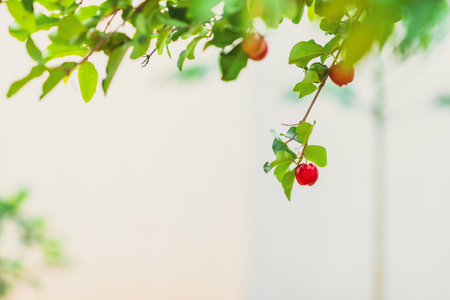 Acerola Brazilian Fruit - Acerola Red cherries fruit on the bunch in the dewの写真素材