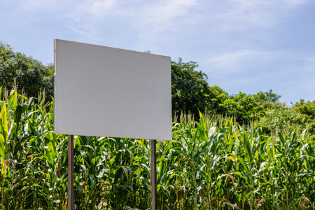A Fresh Corn Field Plantation with Flower Corn Leafの写真素材