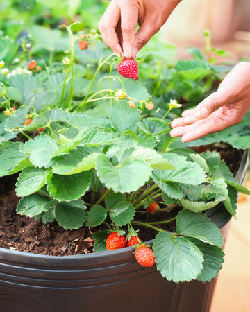 Strawberry Plant Growing in Pot With Sunlightの写真素材