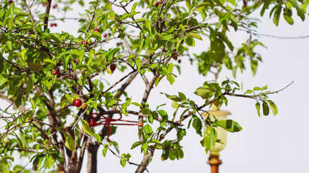Brazilian Cherry - Acerola Fruit Growing on Tree Branch