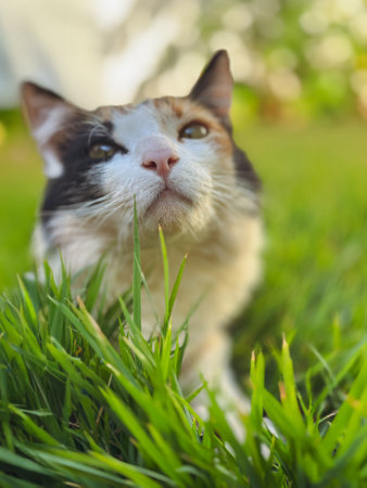 Cat Tricolor Laying down on Grass in Garden at Sunset