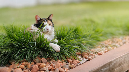 Cat Tricolor Laying down on Grass in Garden at Sunsetの写真素材