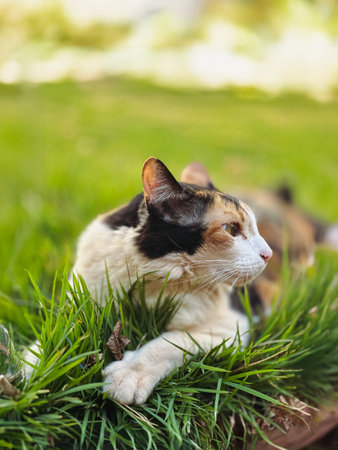 Cat Tricolor Laying down on Grass in Garden at Sunsetの写真素材