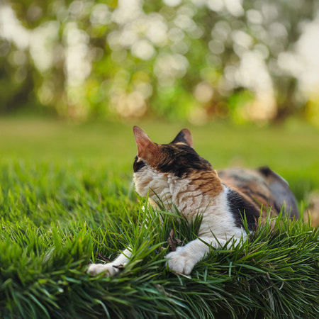 Cat Tricolor Laying down on Grass in Garden at Sunset