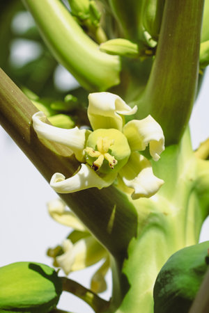 Green Papayas Fruit Growing on Tree Branch in Natural Tropical Lightの写真素材