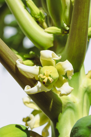 Green Papayas Fruit Growing on Tree Branch in Natural Tropical Lightの写真素材