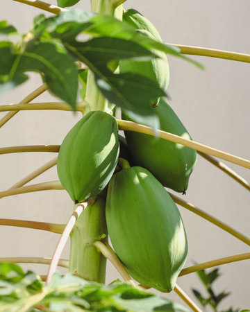 Green Papayas Fruit Growing on Tree Branch in Natural Tropical Lightの写真素材