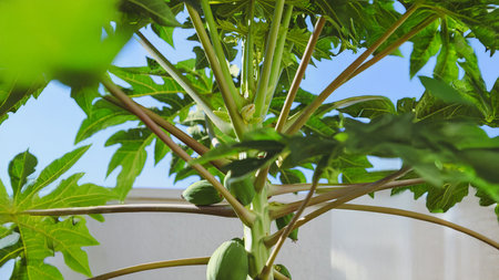 Green Papayas Fruit Growing on Tree Branch in Natural Tropical Lightの写真素材