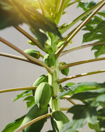 Green Papayas Fruit Growing on Tree Branch in Natural Tropical Light