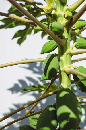 Green Papayas Fruit Growing on Tree Branch in Natural Tropical Lightの写真素材