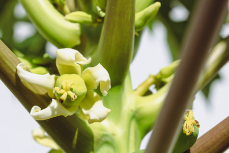 Green Papayas Fruit Growing on Tree Branch in Natural Tropical Lightの写真素材