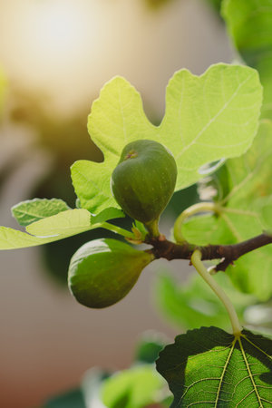Close-Up of Fresh Figs Growing on a Sunlit Tree
