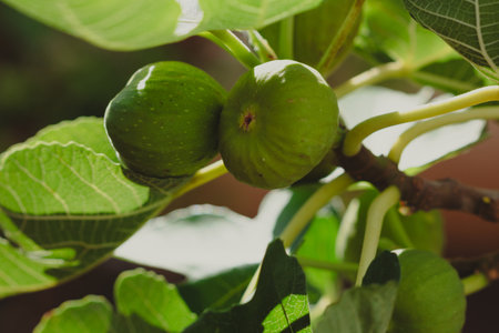 Close-Up of Fresh Figs Growing on a Sunlit Treeの写真素材