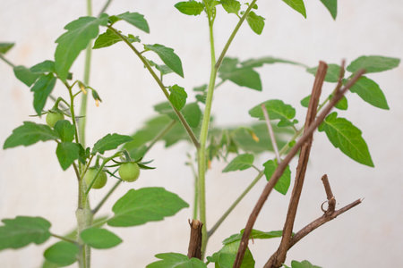 Cherry Tomato Growth Stage â Nature in Focusの写真素材