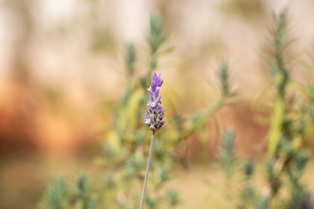 Close-up of Blooming Lavender Flower in Natural Lightの写真素材
