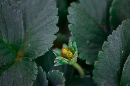 Strawberry Growing in Soil â Early Ripening Stageの写真素材