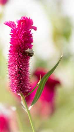 Vibrant Pink Celosia with Visiting Insect in Macro Photographyの写真素材