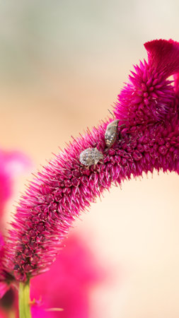 Vibrant Pink Celosia with Visiting Insect in Macro Photography