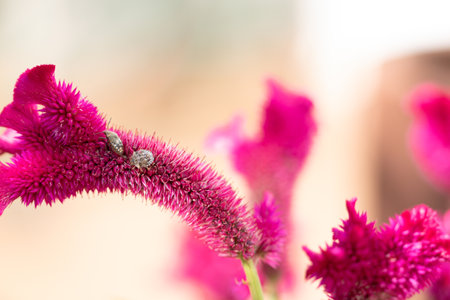 Vibrant Pink Celosia with Visiting Insect in Macro Photography