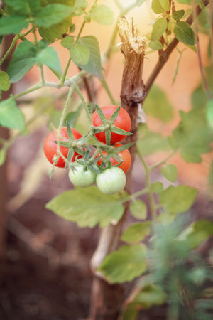 Cherry Tomatoes Ripening on the Vine in a Garden at Sunsetの写真素材