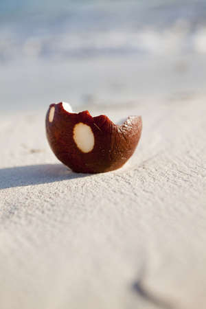 coconut on the sandの写真素材