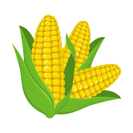 Fresh corn cob isolated on white background. Corn icon for market, recipe design. Organic food. Cartoon style. Vector illustration for design.のイラスト素材