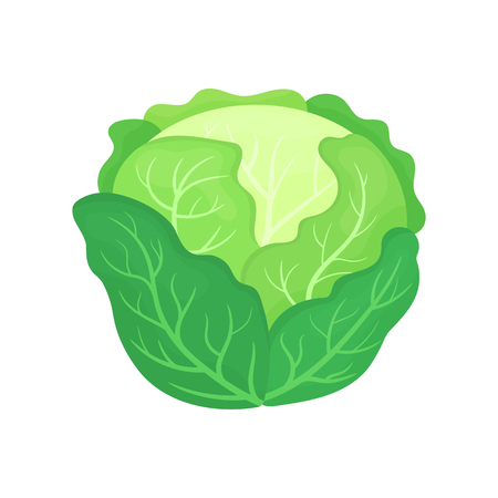 Fresh green cabbage isolated on white background. Organic food. Cartoon style. Vector illustration for design.のイラスト素材