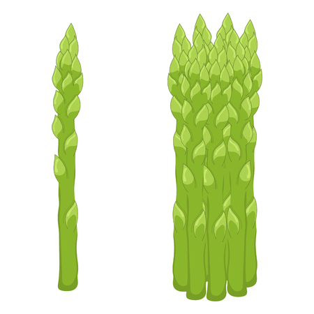 Fresh asparagus isolated on white background. Organic food. Cartoon style. Vector illustration for design.のイラスト素材