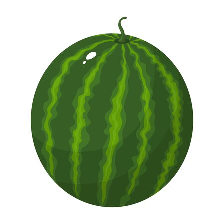 Colorful cartoon whole green watermelon isolated on white background. Fresh cartoon berries. Vector illustration for any design.のイラスト素材