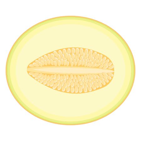 Fresh half melon fruit isolated on white background. Honeydew melon. Summer fruits for healthy lifestyle. Organic fruit. Cartoon style. Vector illustration for any design.のイラスト素材