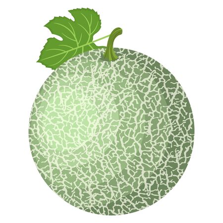 Fresh whole melon fruit isolated on white background. Honeydew melon. Summer fruits for healthy lifestyle. Organic fruit. Cartoon style. Vector illustration for any design.のイラスト素材