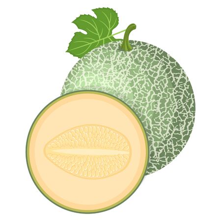 Fresh whole, half melon fruit isolated on white background. Cantaloupe melon. Summer fruits for healthy lifestyle. Organic fruit. Cartoon style. Vector illustration for any design.のイラスト素材
