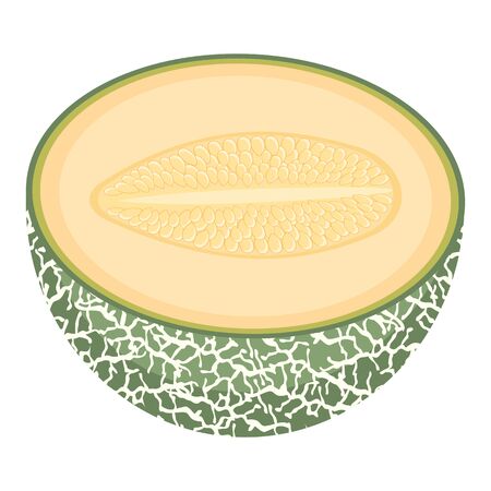 Fresh half melon fruit isolated on white background. Cantaloupe melon. Summer fruits for healthy lifestyle. Organic fruit. Cartoon style. Vector illustration for any design.のイラスト素材