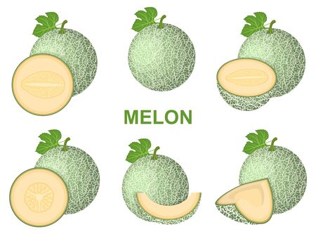 Set of fresh whole, half, cut slice melon fruit isolated on white background. Cantaloupe melon. Summer fruits for healthy lifestyle. Organic fruit. Cartoon style. Vector illustration for any design.のイラスト素材