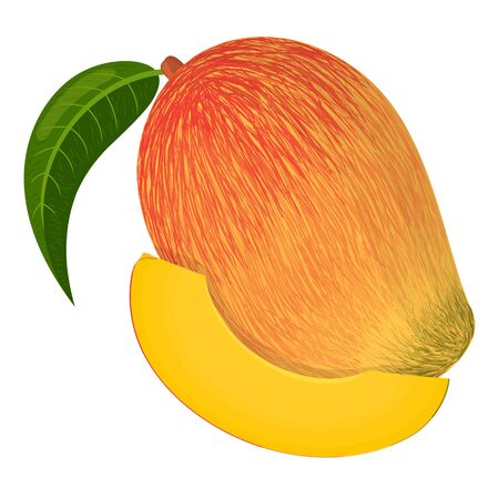 Fresh exotic whole and sliced mango isolated on white background. Summer fruits for healthy lifestyle. Organic fruit. Cartoon style.のイラスト素材
