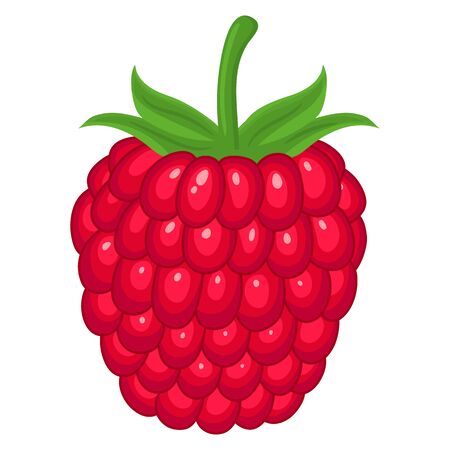 Fresh bright exotic whole raspberry isolated on white background. Summer fruits for healthy lifestyle. Organic fruit. Cartoon style. Vector illustration for any design.のイラスト素材