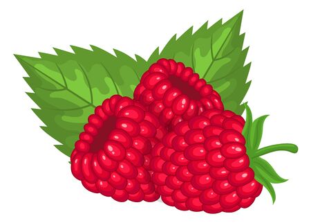 Fresh bright exotic whole raspberries with leaves isolated on white background. Summer fruits for healthy lifestyle. Organic fruit. Cartoon style. Vector illustration for any design.のイラスト素材