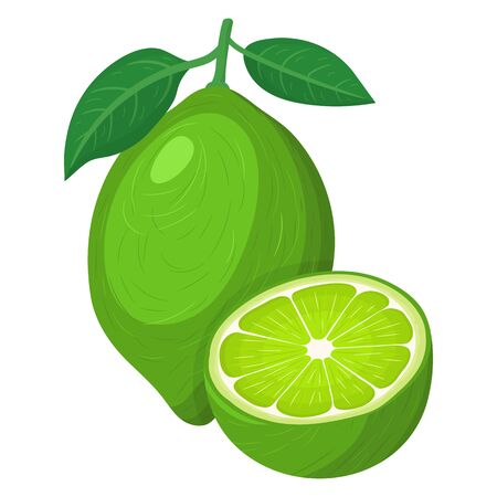 Fresh bright exotic whole and half lime fruit isolated on white background. Summer fruits for healthy lifestyle. Organic fruit. Cartoon style. Vector illustration for any design.のイラスト素材