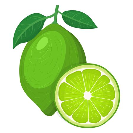 Fresh bright exotic whole and cut slice lime fruit isolated on white background. Summer fruits for healthy lifestyle. Organic fruit. Cartoon style. Vector illustration for any design.のイラスト素材