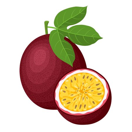 Fresh bright exotic whole and half passion fruits isolated on white background. Summer fruits for healthy lifestyle. Organic fruit. Cartoon style. Vector illustration for any design.のイラスト素材