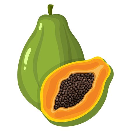Fresh bright exotic whole and half papaya fruit isolated on white background. Summer fruits for healthy lifestyle. Organic fruit. Cartoon style. Vector illustration for any design.のイラスト素材